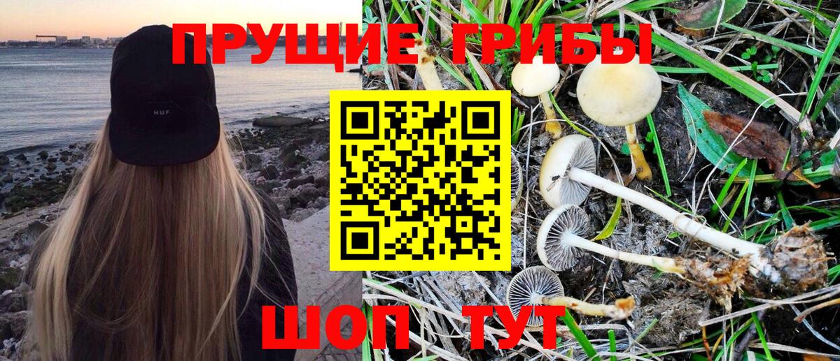 Валуйки  Псилоцибиновые грибы Psilocybine cubensis  Вход с VPN 